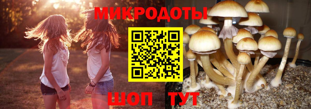 Псилоцибиновые грибы Psilocybine cubensis Буйнакск