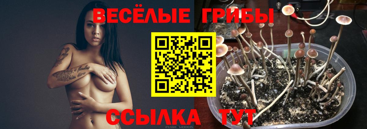 Буйнакск  что такое наркотик  Вход с VPN  Псилоцибиновые грибы ЛСД  Псилоцибиновые грибы мухоморы 